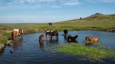 Güzel Dartmoor midillileri sıcak bir yaz günü Dartmoor 'da ferahlatıcı bir dalış yapar ve içerler.