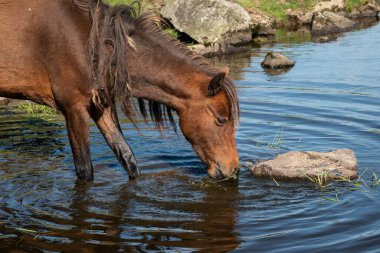 Güzel Dartmoor midillileri sıcak bir yaz günü Dartmoor 'da ferahlatıcı bir dalış yapar ve içerler.