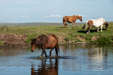 Güzel Dartmoor midillileri sıcak bir yaz günü Dartmoor 'da ferahlatıcı bir dalış yapar ve içerler.