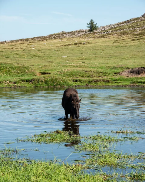Schöne Dartmoor Ponys Nehmen Ein Erfrischendes Bad Und Trinken Einem — Stockfoto