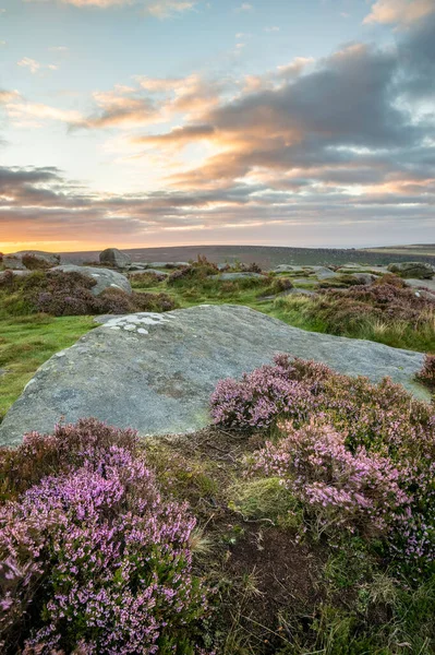 Stunning Landscape View Late Summer Heather Peak District Higger Tor — Stock Photo, Image