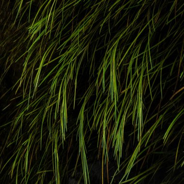 Su altındaki yemyeşil bitkilerin güzel ve soyut manzarası