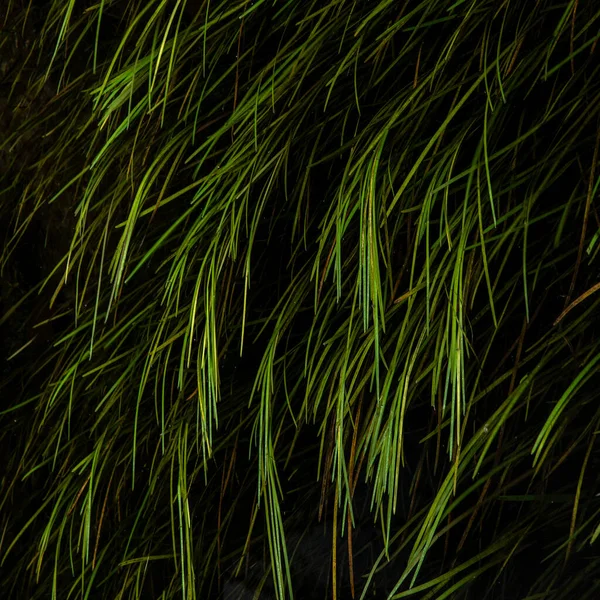 Su altındaki yemyeşil bitkilerin güzel ve soyut manzarası