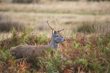 Renkli Sonbahar Ormanı 'ndaki kızıl geyik resmi. 