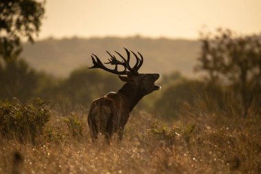Renkli Sonbahar Ormanı 'ndaki kızıl geyik resmi. 