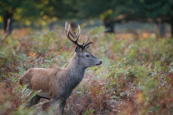 Schönes Bild Von Rothirsch Hirsch Bunten Herbst Landschaft Wald — Stockfoto