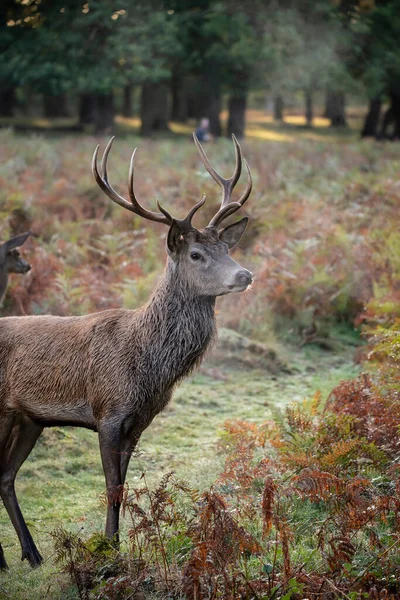 Schönes Bild Von Rothirsch Hirsch Bunten Herbst Landschaft Wald — Stockfoto