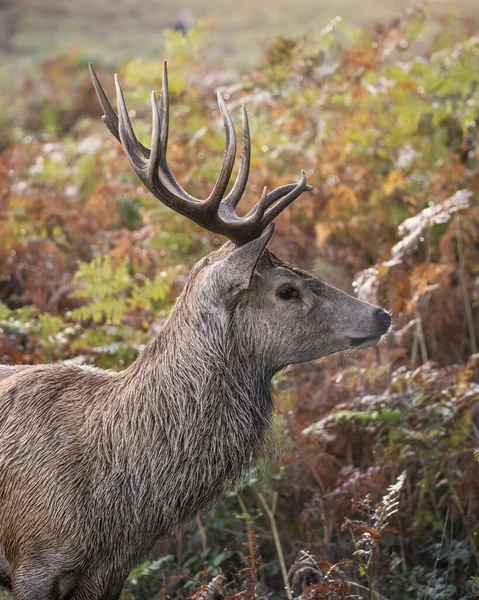 Belle Image Cerf Rouge Cerf Dans Coloré Automne Automne Paysage — Photo