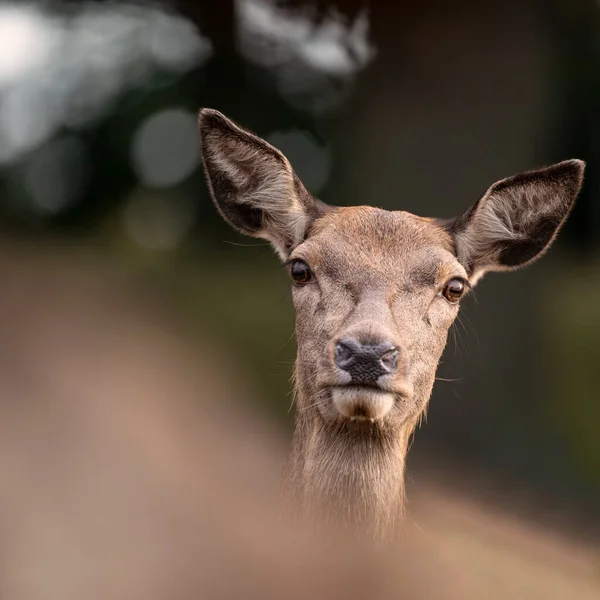 Stunning Image Red Deer Doe Colorful Woodland Landscape Setting — Stock Photo, Image