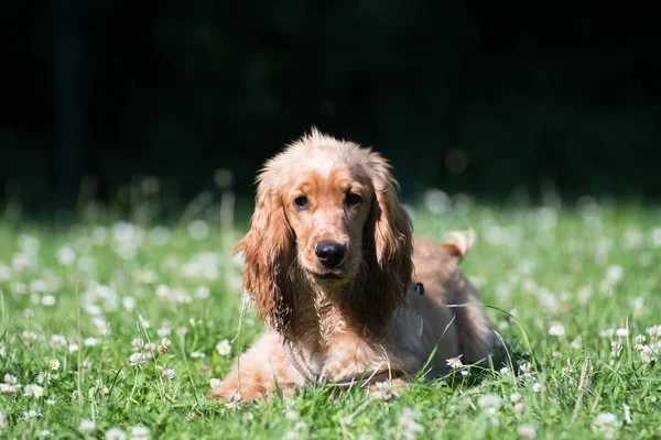 Engelse cocker spaniel pup zes maand — Stockfoto