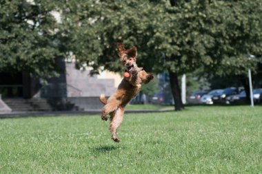 Amerikan cocker spaniel köpek yavrusu açık