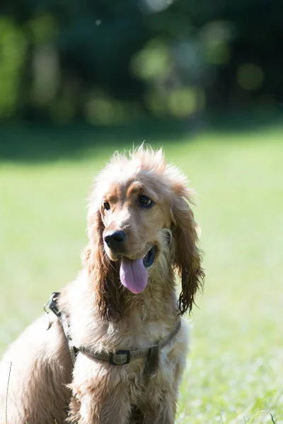 American cocker spaniel cachorro ao ar livre — Fotografia de Stock