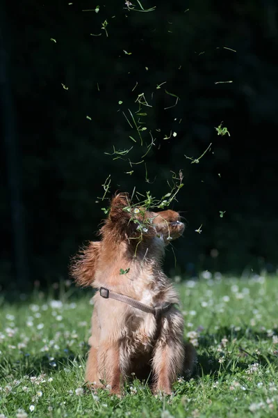 American cocker spaniel cachorro ao ar livre — Fotografia de Stock