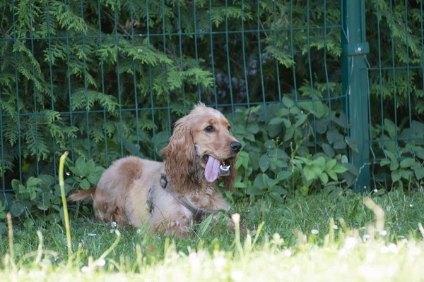 Americano cocker spaniel cucciolo all'aperto — Foto Stock