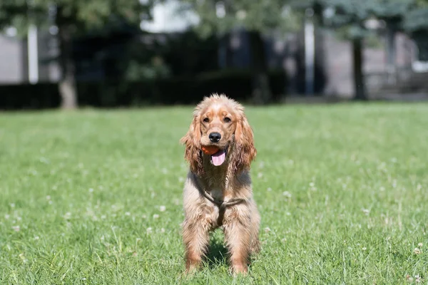 Amerikaanse cocker spaniel pup buiten — Stockfoto