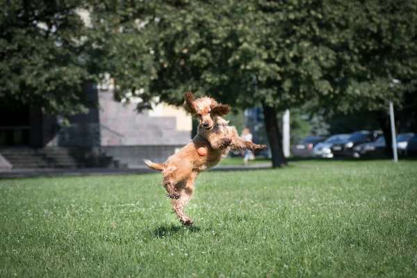 American cocker spaniel cachorro ao ar livre — Fotografia de Stock