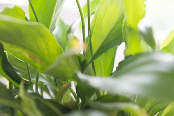 Spatifilyum closeup yeşil arka plan bırakır — Stok fotoğraf