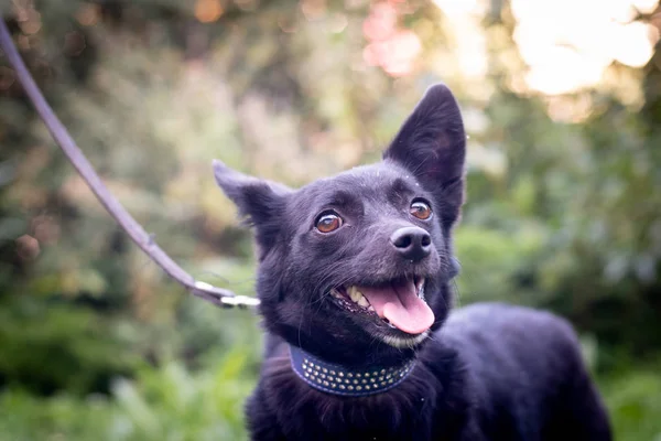 Perro Raza Mixta Negro Aire Libre Bosque Verano Césped Verde —  Fotos de Stock