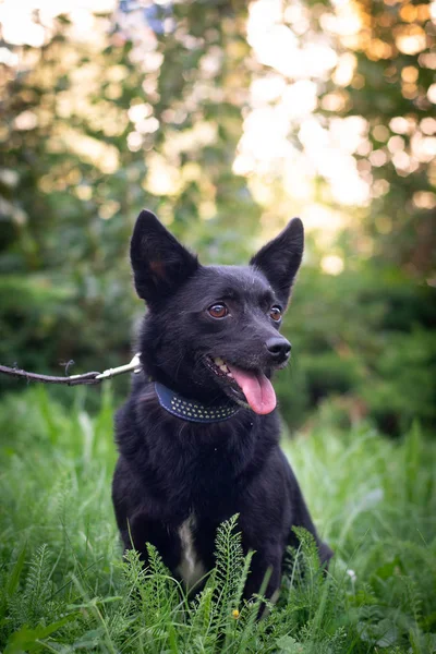Perro negro al aire libre en el bosque de verano césped verde hierba —  Fotos de Stock