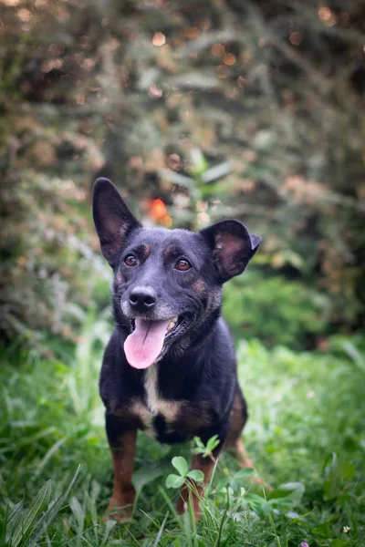 Chien noir en plein air dans la forêt d'été pelouse verte herbe — Photo