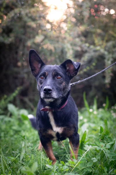 Czarny pies odkryty w letni Las zielony trawnik trawy — Zdjęcie stockowe