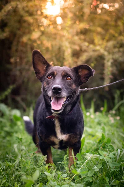 Perro negro al aire libre en el bosque de verano césped verde hierba —  Fotos de Stock