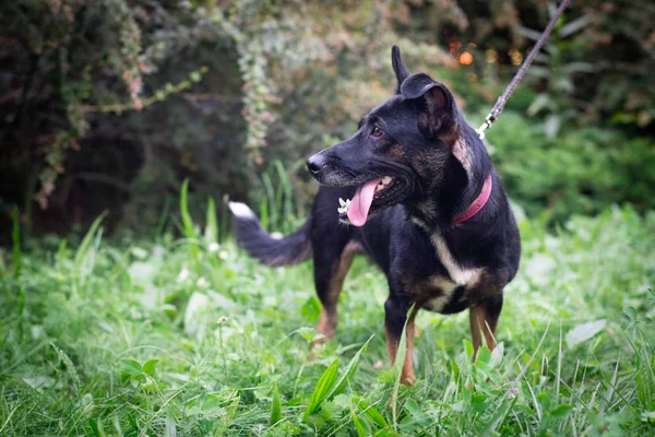 Perro negro al aire libre en el bosque de verano césped verde hierba —  Fotos de Stock