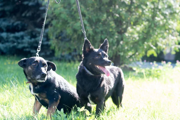 Perros negros al aire libre en el bosque de verano césped verde hierba —  Fotos de Stock