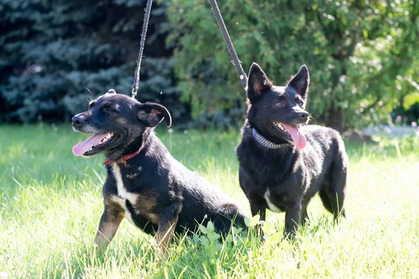 Szabadtéri, nyári erdő zöld gyep fű fekete kutyák — Stock Fotó