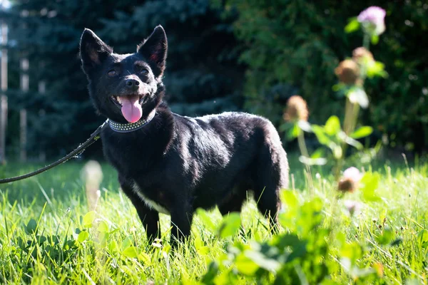 Svart hund utomhus i sommar skog grön gräsmatta gräs — Stockfoto