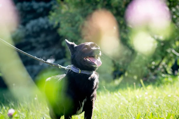 Perro negro al aire libre en el bosque de verano césped verde hierba —  Fotos de Stock