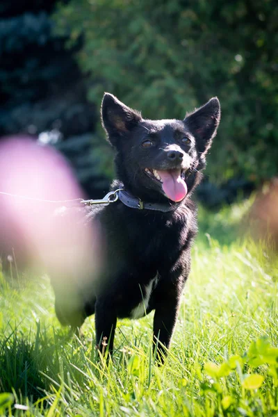 Schwarzer Hund im Freien im Sommer Wald grün Rasen Gras — Stockfoto