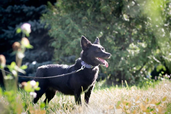 Svart hund utomhus i sommar skog grön gräsmatta gräs — Stockfoto