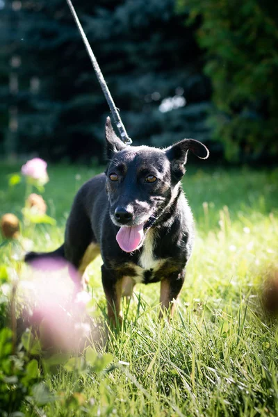 Svart hund utomhus i sommar skog grön gräsmatta gräs — Stockfoto