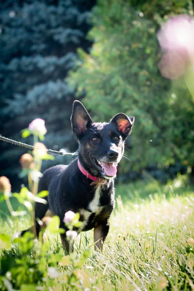 Perro negro al aire libre en el bosque de verano césped verde hierba —  Fotos de Stock