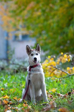 Husky 4 aylık yavru sonbahar ormanında