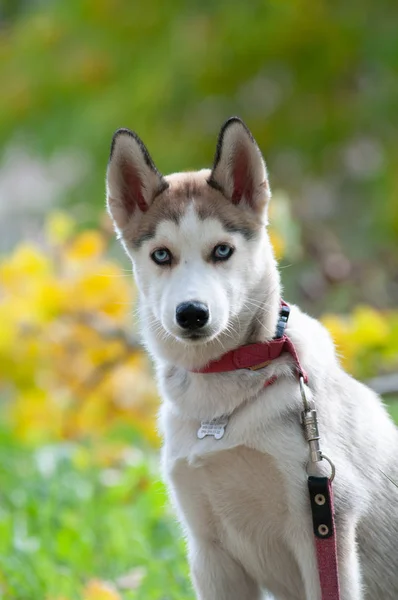 Husky Aylık Yavru Sonbahar Ormanında — Stok fotoğraf