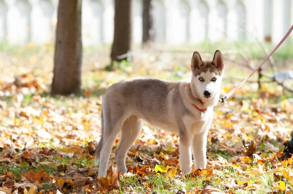 husky four month puppy in the forest in autumn standing full body