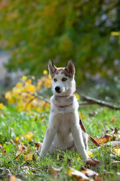 秋の森で ヶ月のハスキー子犬 — ストック写真