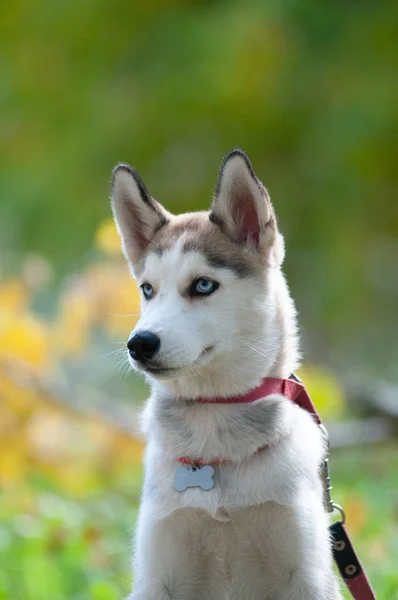 Szczeniak Husky Cztery Miesiące Lesie Jesienią — Zdjęcie stockowe