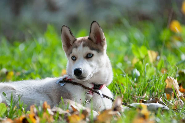 Husky Four Month Puppy Forest Autumn — Stock Photo, Image