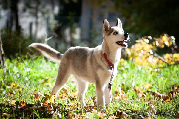 husky four month puppy in the forest in autumn standing full body