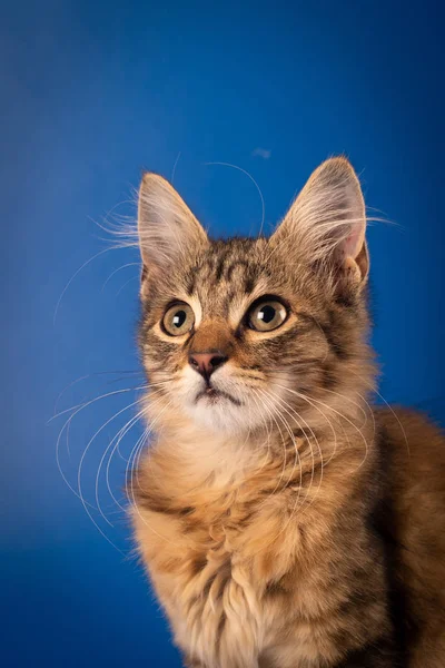 Pequena Raça Mista Três Meses Gatinho Estúdio Fundo Azul Liso — Fotografia de Stock