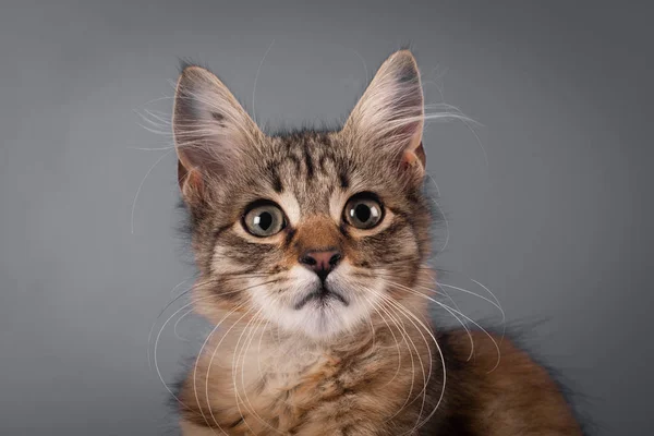 Small Three Month Kitten Mixed Breed Studio Plain Blue Background — Stock Photo, Image