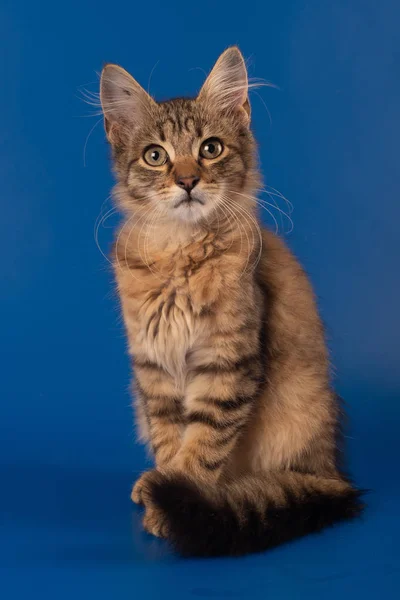 Pequena Raça Mista Três Meses Gatinho Estúdio Fundo Azul Liso — Fotografia de Stock