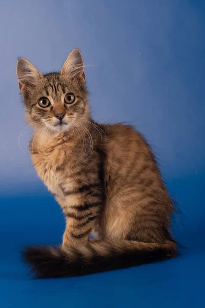 Pequena Raça Mista Três Meses Gatinho Estúdio Fundo Azul Liso — Fotografia de Stock