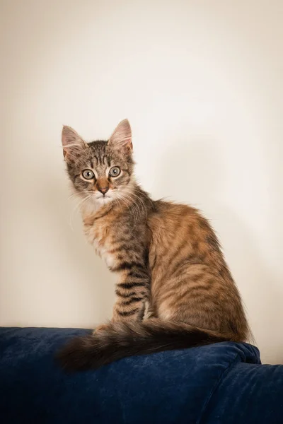 Kleine Drie Maand Kitten Gemengd Ras Thuis Blauwe Zitbank Buurt — Stockfoto