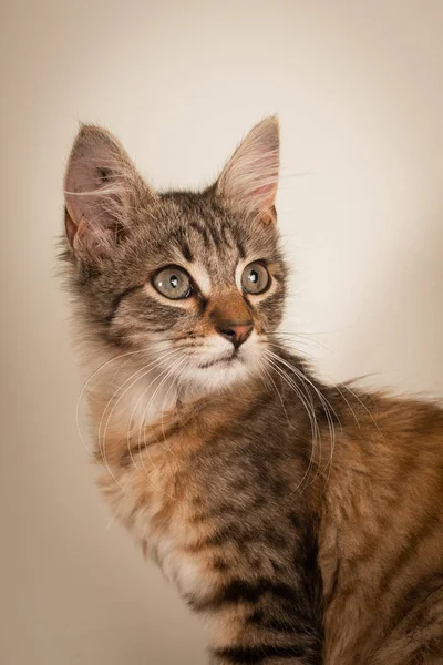 Small Three Month Kitten Mixed Breed Home Blue Sofa Light — Stock Photo, Image