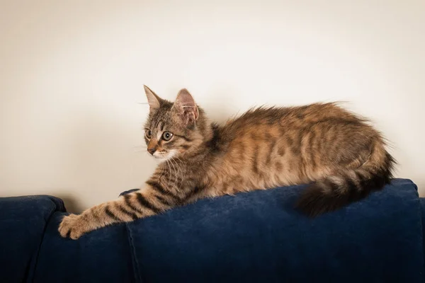 Pequena Raça Mista Três Meses Gatinho Casa Sofá Azul Perto — Fotografia de Stock