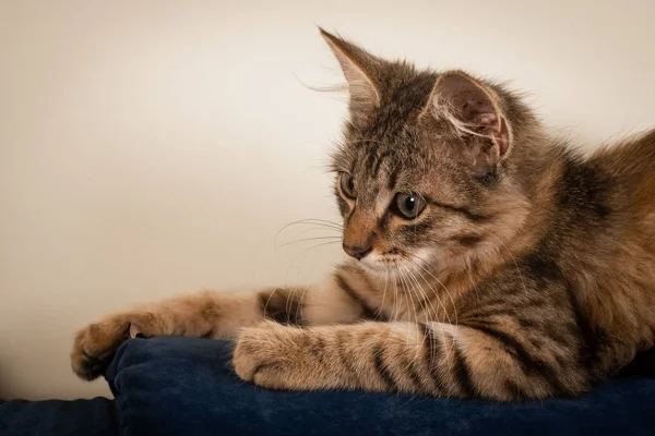 Kis Három Hónapos Cica Kevert Tenyészt Otthon Kék Kanapé Világos — Stock Fotó
